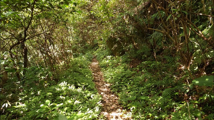 [樂山童盟] [台北文山] 岐山古道-猴山岳前峯-猴山岳
