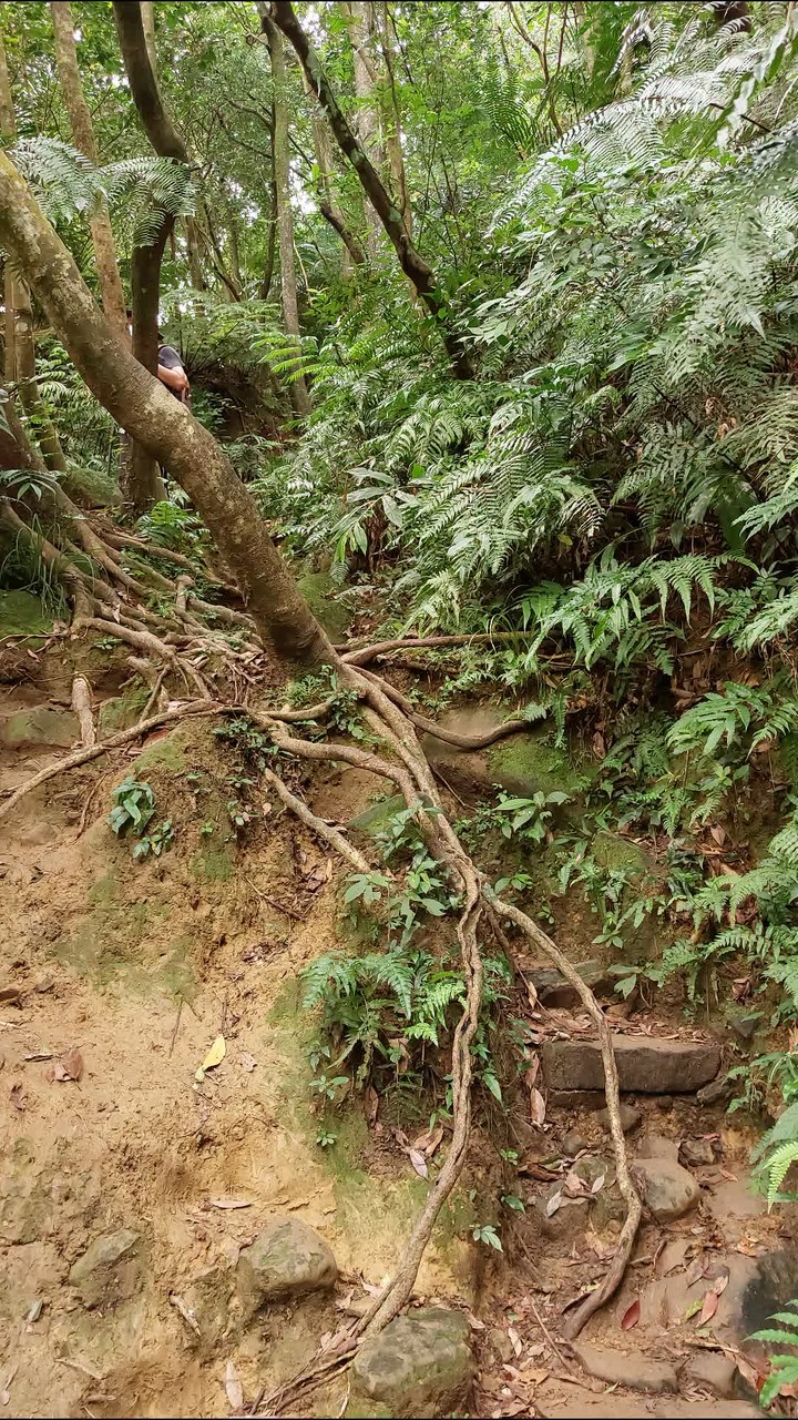 [樂山童盟] [台北文山] 岐山古道-猴山岳前峯-猴山岳