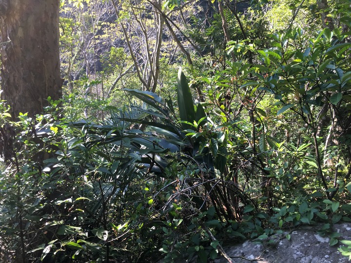 太魯閣健行一日遊,挑戰101高度的錐麓古道