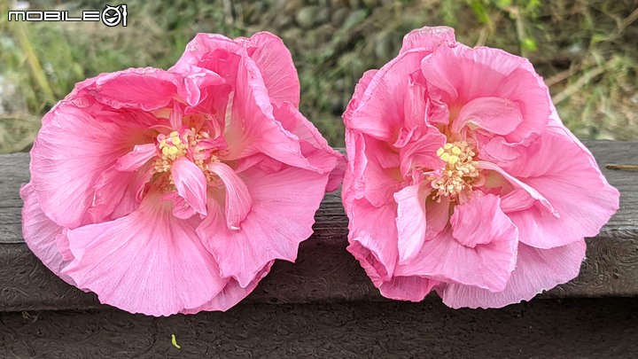 重瓣木芙蓉 台南市六甲區水林里可食性地景公園 10/23