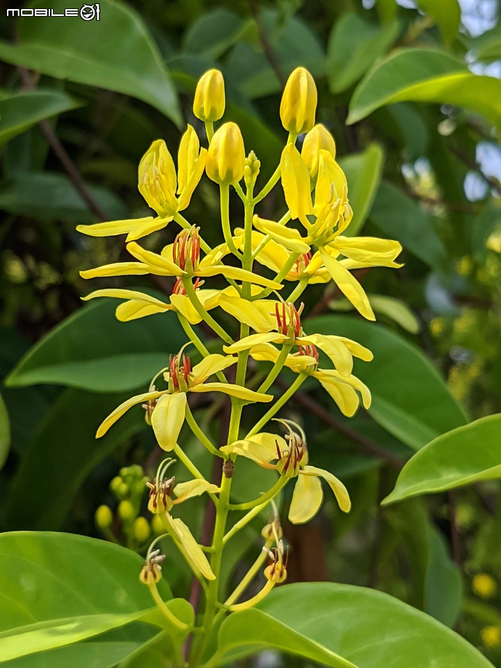 三星果藤 台南市佳里區蕭壠文化園區 10/09