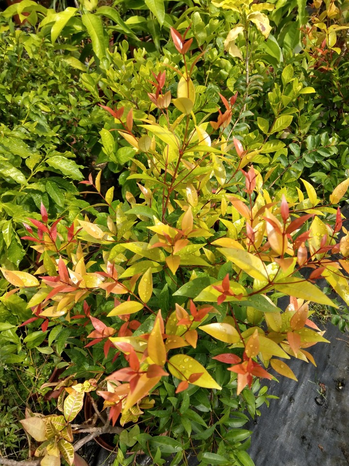 請問這些是什麼植物呢？