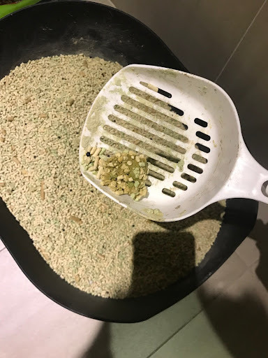 🐈 領養浪貓日記-居家潛血檢測