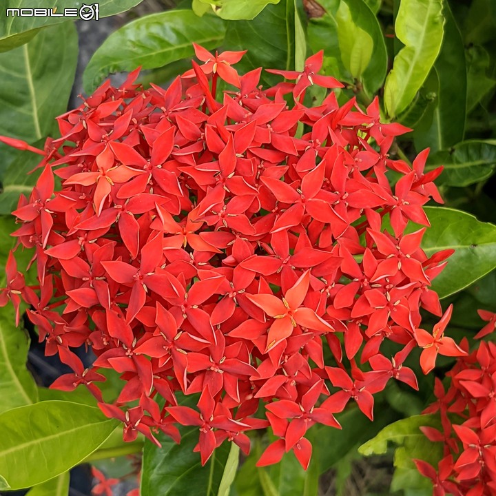 胡麻花 台南市西港區綠川廊道 10/09