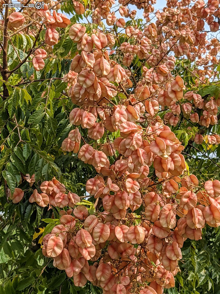 胡麻花 台南市西港區綠川廊道 10/09