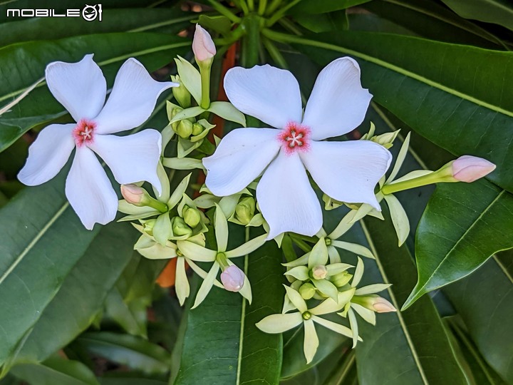 克蘭樹+海檬果 台南市歸仁區高鐵歸仁大道 10/11