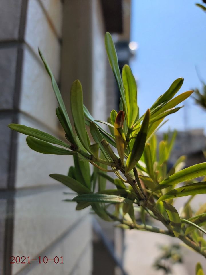 求救，種植羅漢松植物相關問題