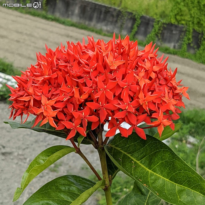 胡麻花 台南市西港區綠川廊道 10/09