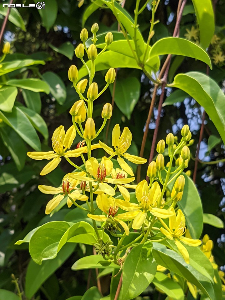 三星果藤 台南市佳里區蕭壠文化園區 10/09