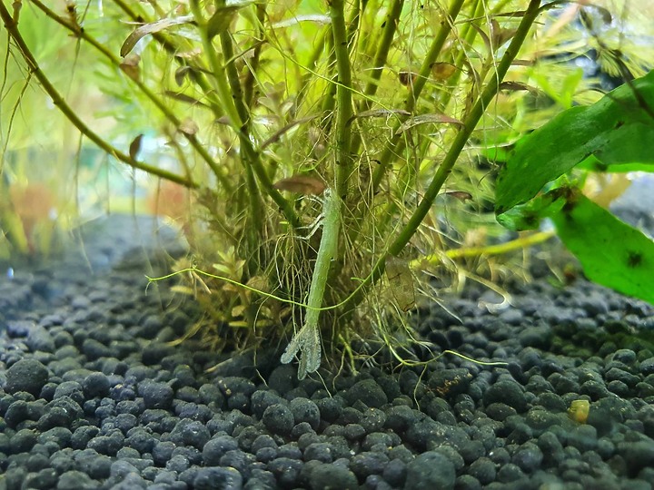 水族箱內不名物種