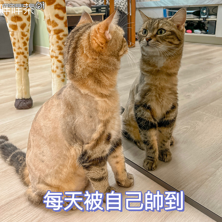 ★科技衣櫥翻轉你的健康新思路★LG styler 蒸氣電子衣櫥PLUS五件組試用心得 B723MR