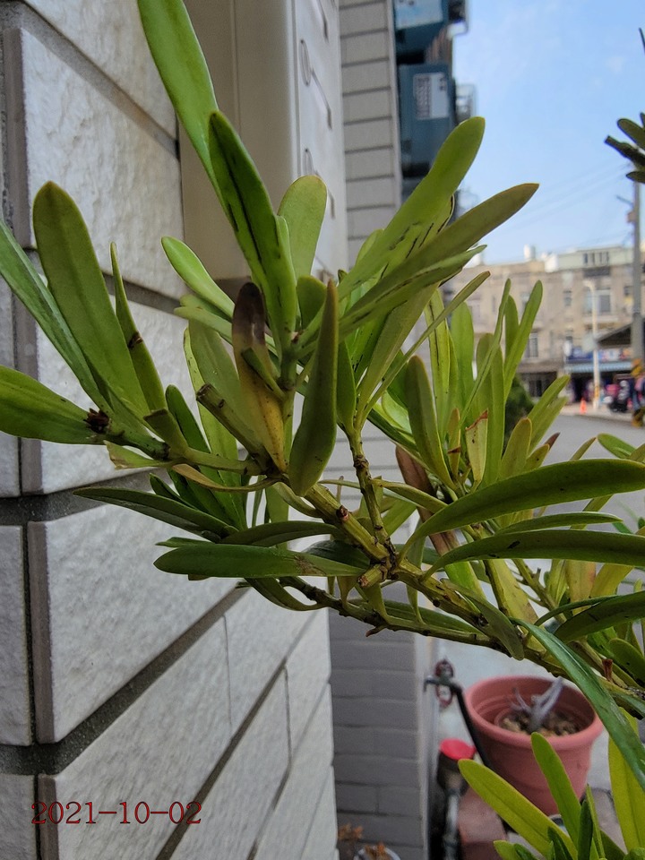 求救，種植羅漢松植物相關問題