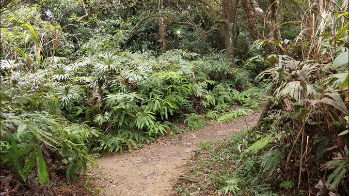 [樂山童盟] [台北文山] 岐山古道-猴山岳前峯-猴山岳