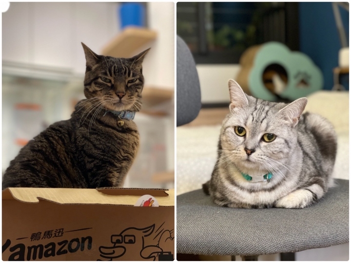 兩代旗艦對決！iPhone 13 Pro 對決 12 Pro Max，這樣拍照算是有感升級嗎？