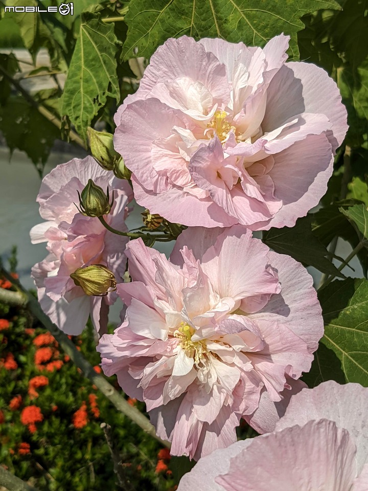 重瓣木芙蓉 台南市六甲區水林里可食性地景公園 10/23