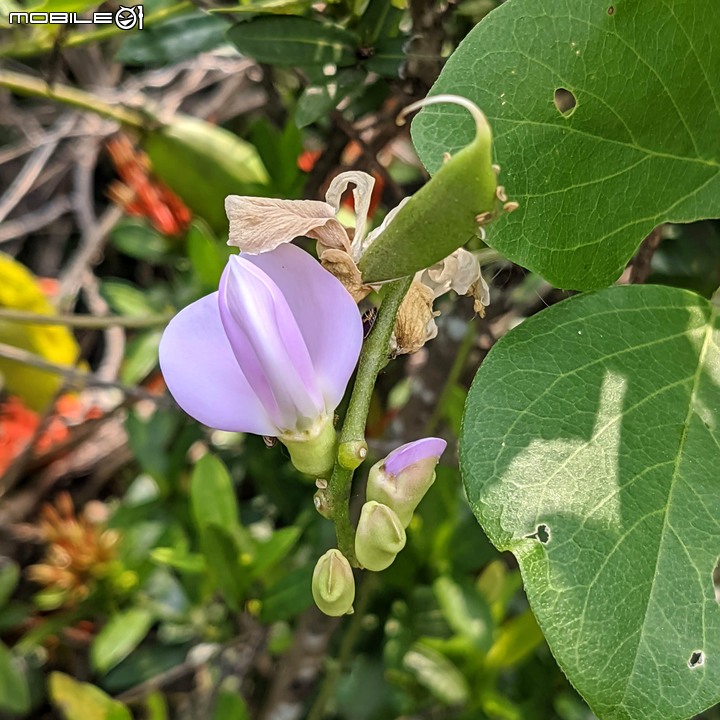 胡麻花 台南市西港區綠川廊道 10/09