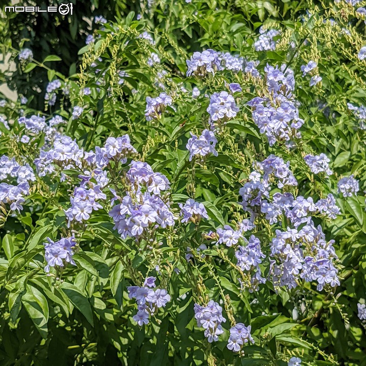 克蘭樹+海檬果 台南市歸仁區高鐵歸仁大道 10/11