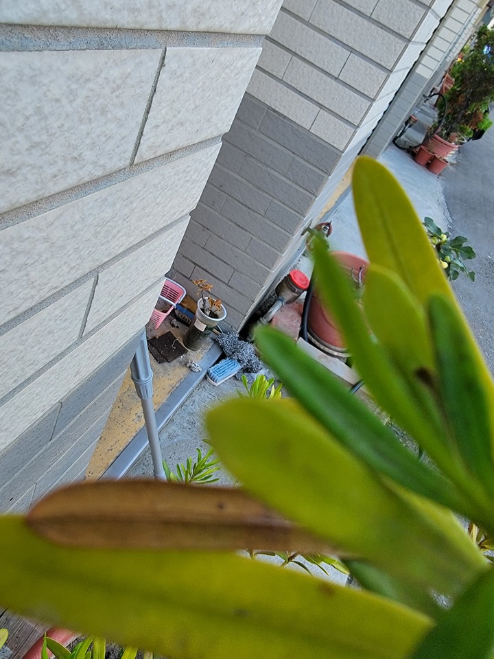 求救，種植羅漢松植物相關問題