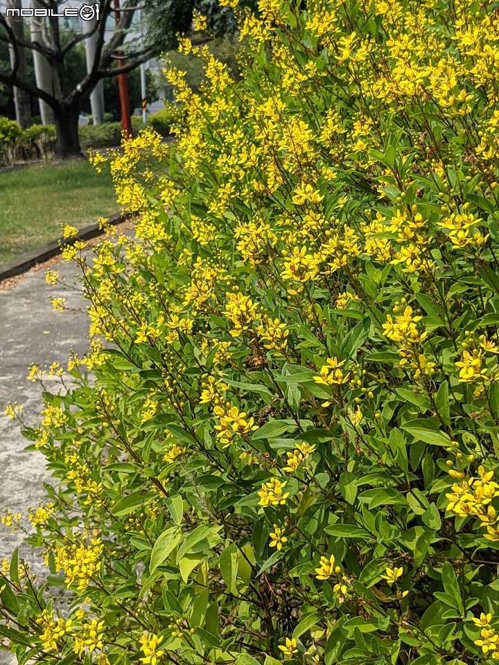 三星果藤 台南市佳里區蕭壠文化園區 10/09