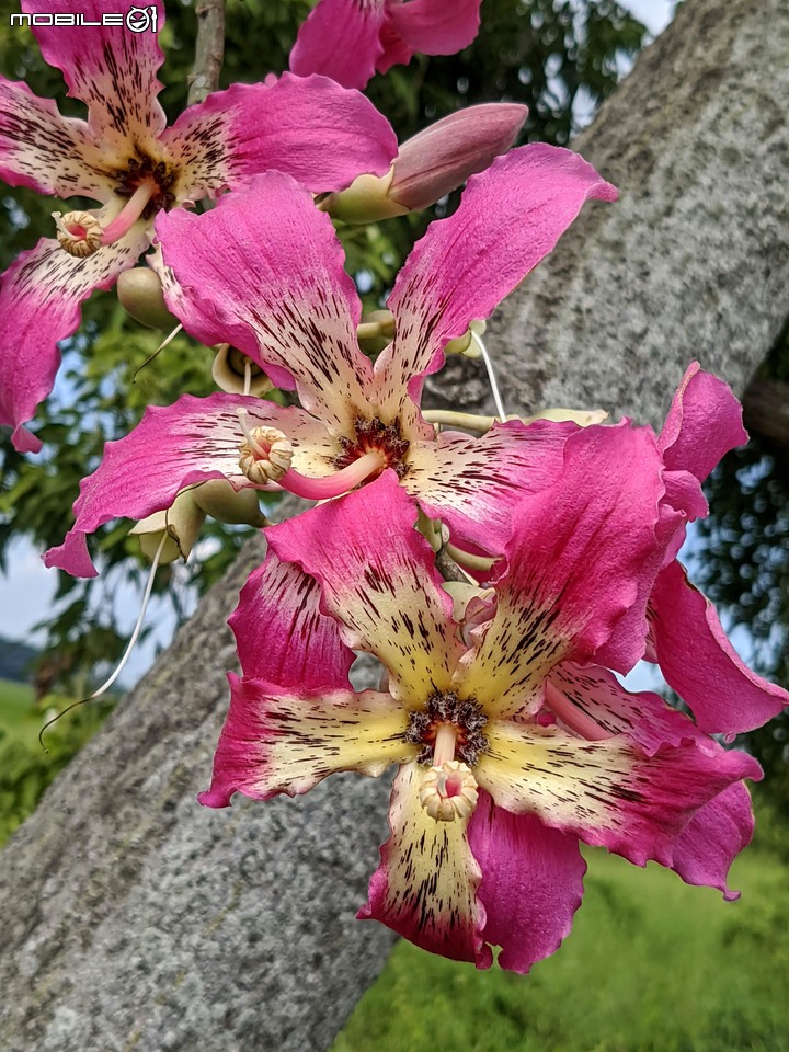 重瓣木芙蓉 台南市六甲區水林里可食性地景公園 10/23