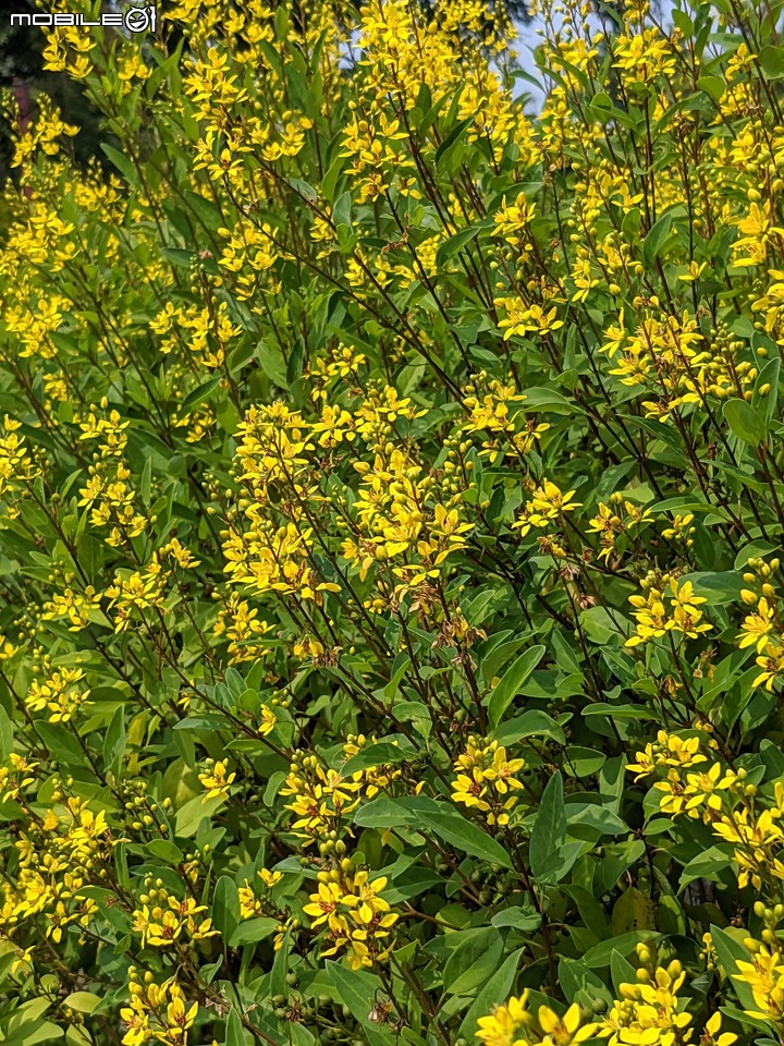 三星果藤 台南市佳里區蕭壠文化園區 10/09