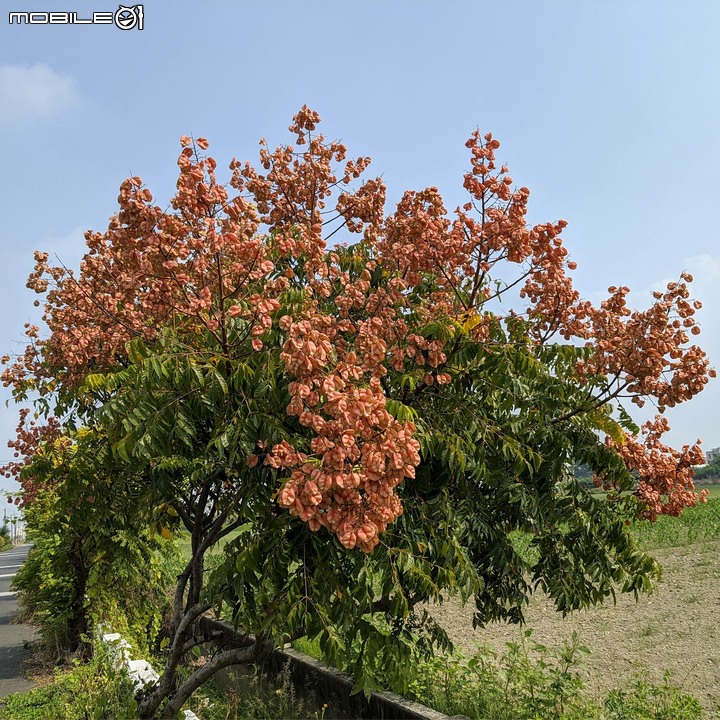 胡麻花 台南市西港區綠川廊道 10/09