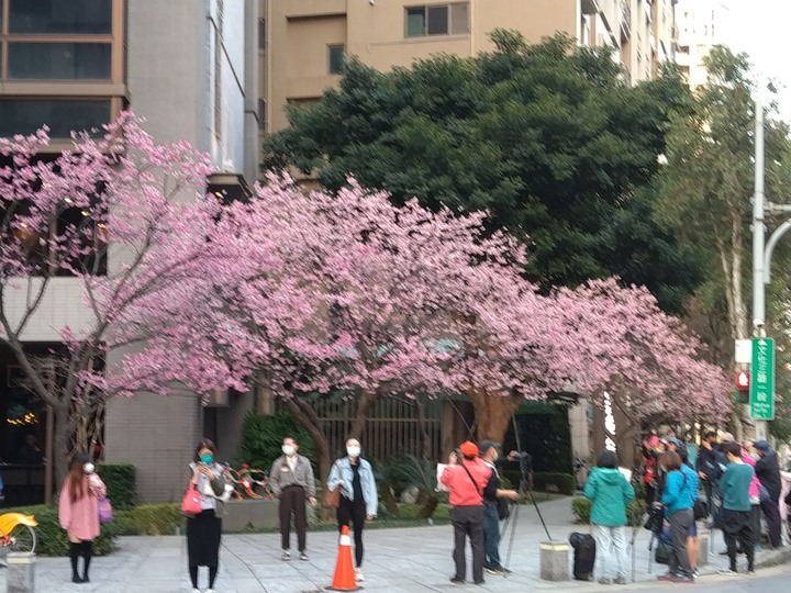 林口天際線染紅! 千棵「臺灣欒樹」金黃紅褐蒴果