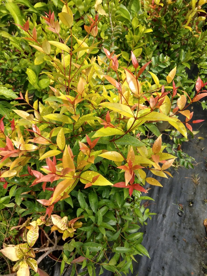 請問這些是什麼植物呢？