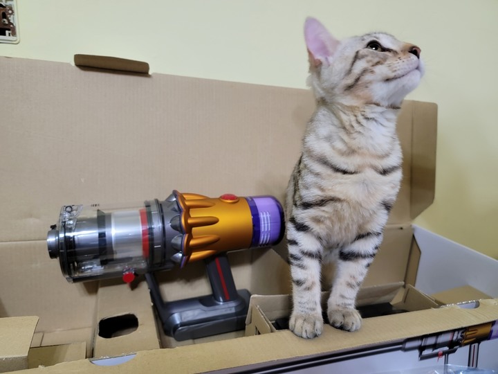 :::貓奴神器::: 雷射綠光偵測 Dyson V12 Detect Slim與7隻貓貓的邂逅