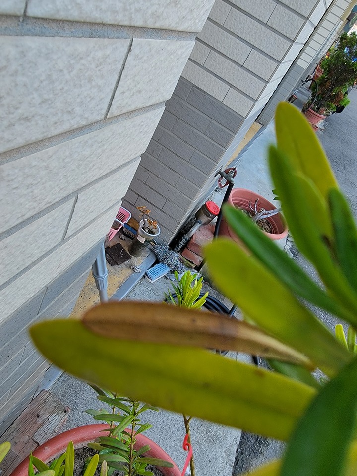 求救，種植羅漢松植物相關問題