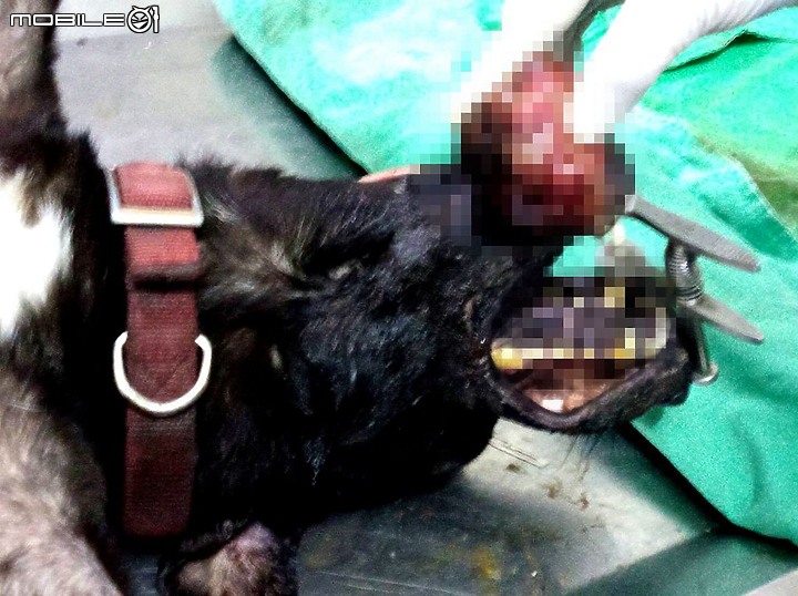 照生會貓狗119專案救援 桃園大園疑似腫瘤狗大黑