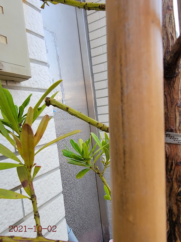 求救，種植羅漢松植物相關問題
