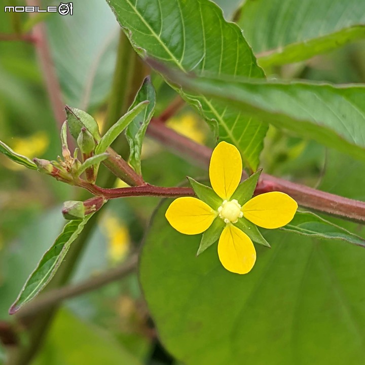 重瓣木芙蓉 台南市六甲區水林里可食性地景公園 10/23
