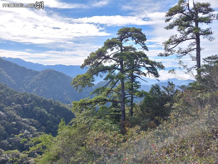 鳶嘴稍來大雪山林道O型