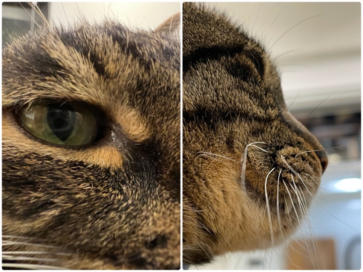 兩代旗艦對決！iPhone 13 Pro 對決 12 Pro Max，這樣拍照算是有感升級嗎？