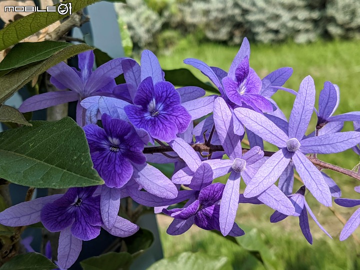 重瓣木芙蓉 台南市六甲區水林里可食性地景公園 10/23