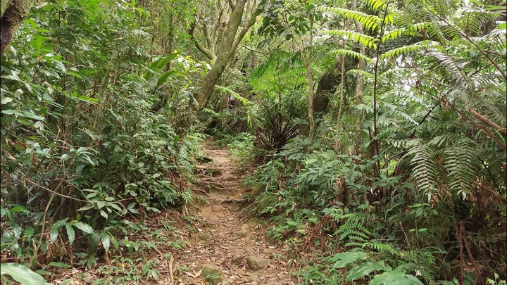 [樂山童盟] [台北文山] 岐山古道-猴山岳前峯-猴山岳