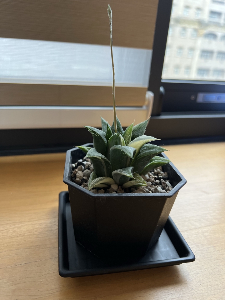 多肉植物