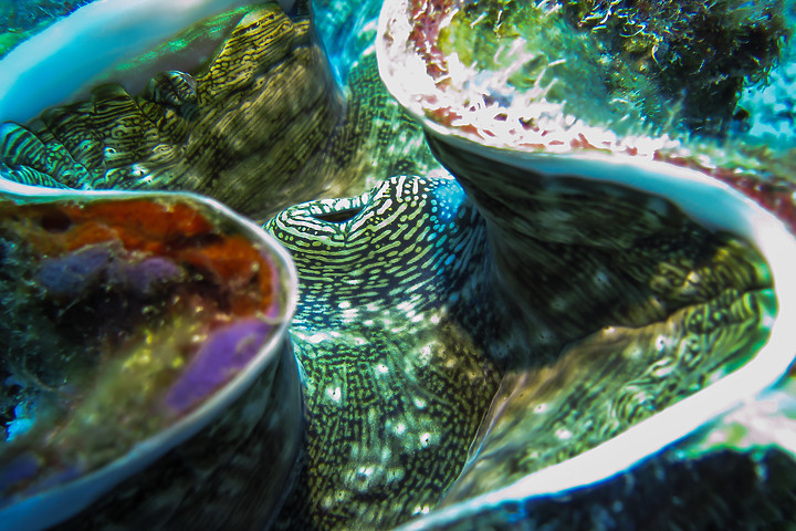 【水下影像】9月跨10月的小琉球新錶開光下水潛旅記錄