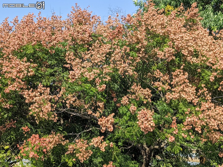 克蘭樹+海檬果 台南市歸仁區高鐵歸仁大道 10/11