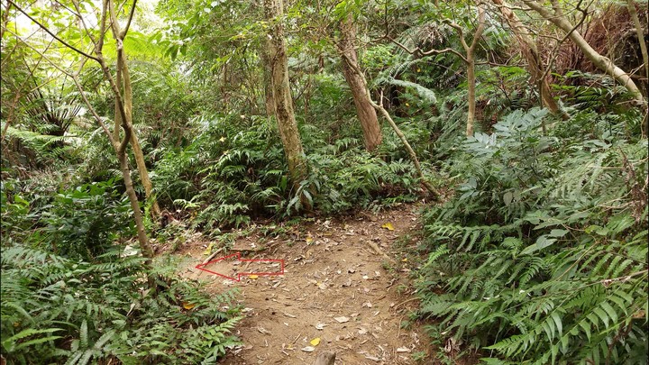 [樂山童盟] [台北文山] 岐山古道-猴山岳前峯-猴山岳