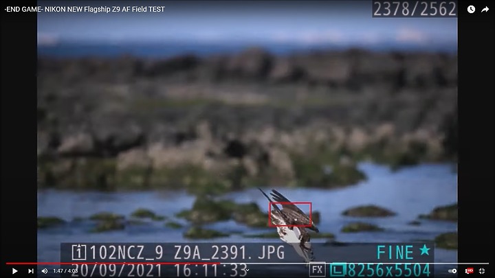 Nikon Z9上市前test run的鳥類攝影集,內文持續增加鳥類生態攝影的影片中。