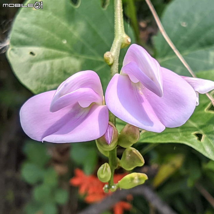 胡麻花 台南市西港區綠川廊道 10/09