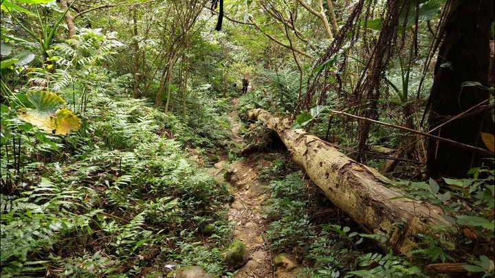 [樂山童盟] [台北文山] 岐山古道-猴山岳前峯-猴山岳