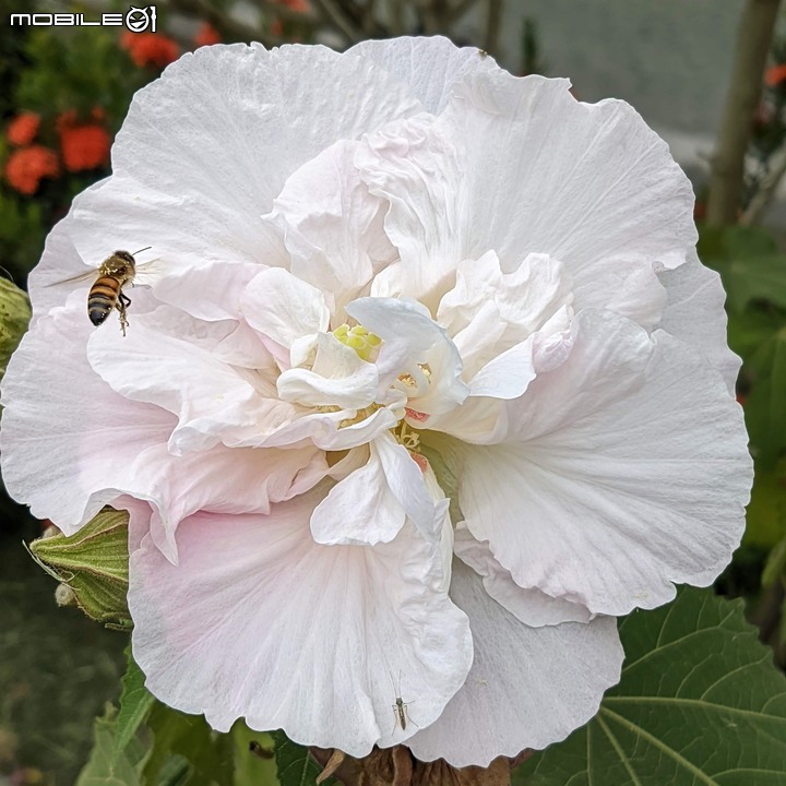 重瓣木芙蓉 台南市六甲區水林里可食性地景公園 10/23