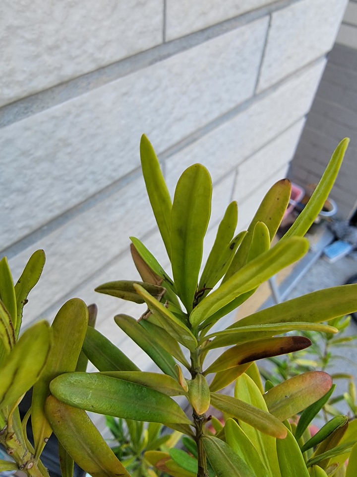 求救，種植羅漢松植物相關問題