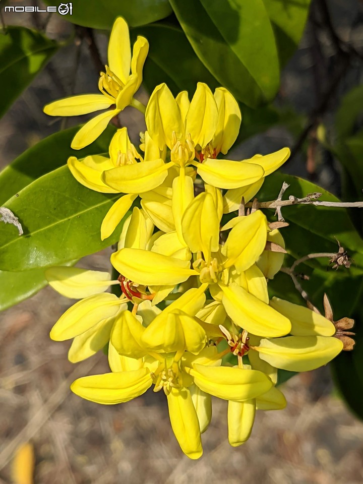 三星果藤 台南市佳里區蕭壠文化園區 10/09