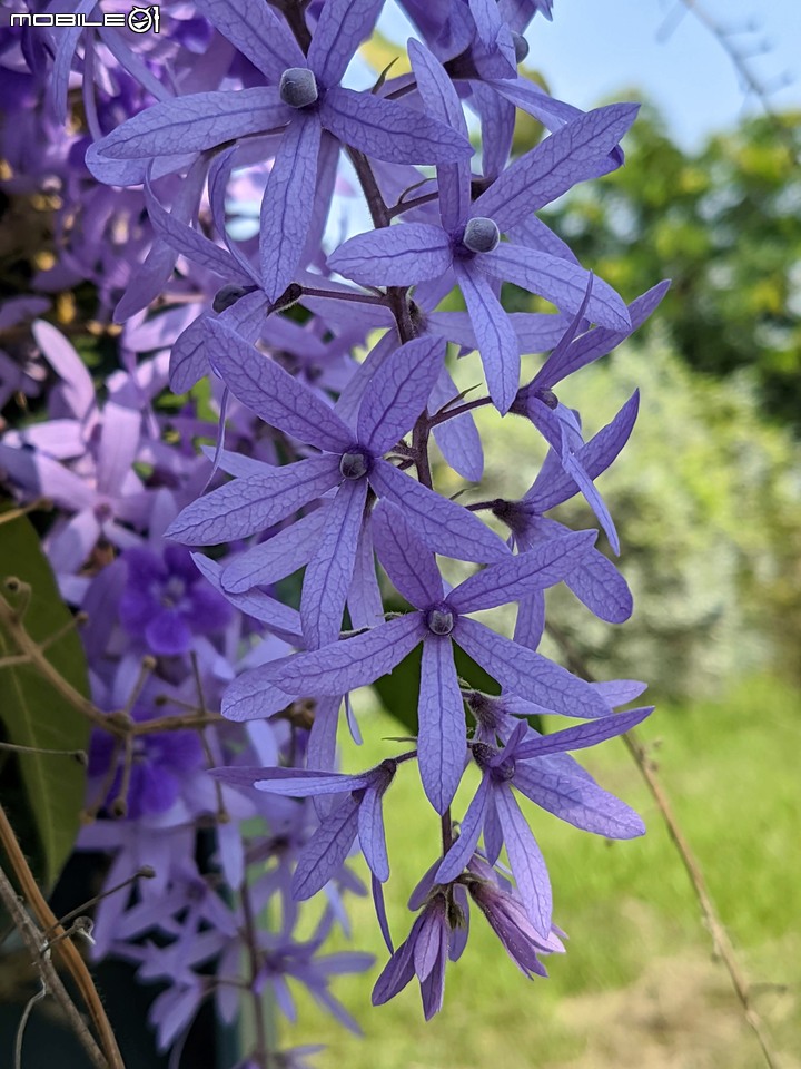 重瓣木芙蓉 台南市六甲區水林里可食性地景公園 10/23