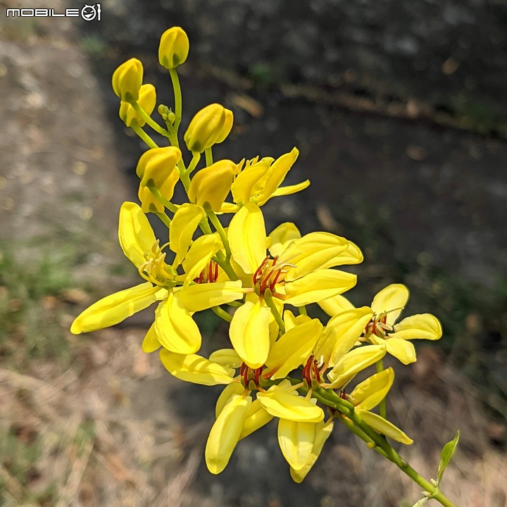 三星果藤 台南市佳里區蕭壠文化園區 10/09