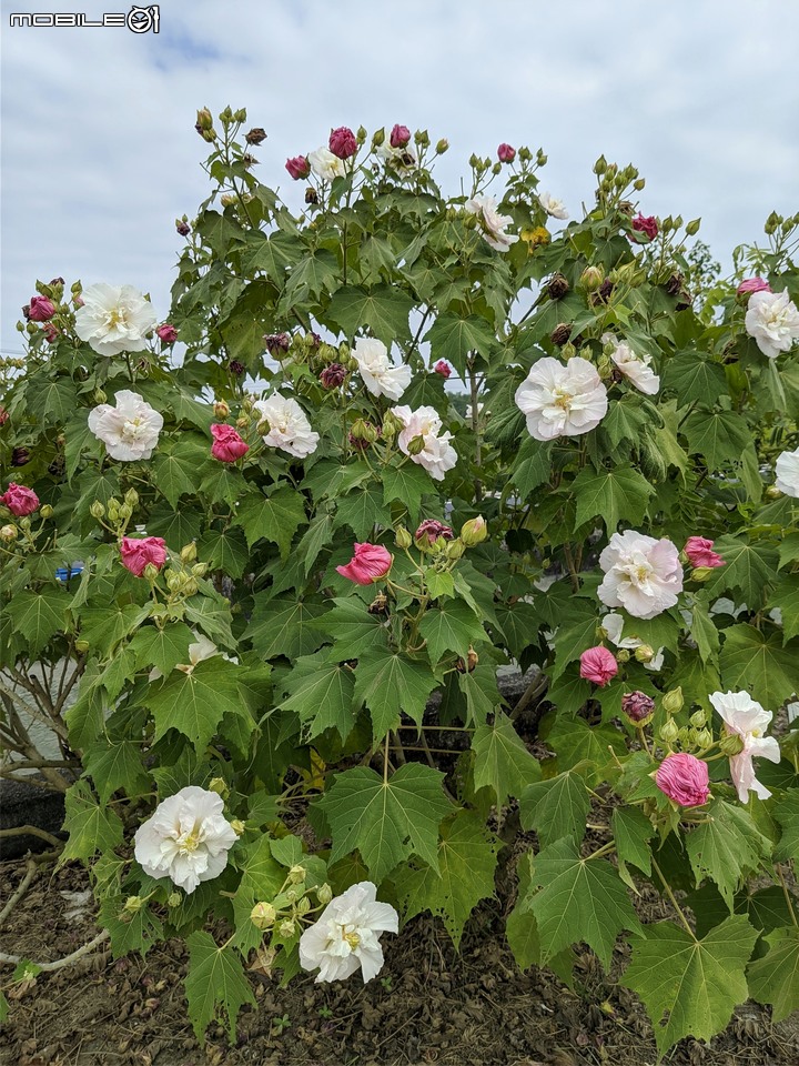 重瓣木芙蓉 台南市六甲區水林里可食性地景公園 10/23